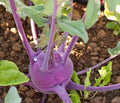 Kohlrabi Seeds 50 Count Packet Purple Vienna Crisp Tender Colorful Brassica oleracea