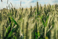 Einkorn Wheat Seeds - 1000+ Heirloom Organic Non-GMO - Triticum monococcum - Ancient Grain for Sustainable Gardening