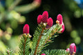 Red Spruce Tree Seeds - 30 Seeds, Picea Rubens, Native to North America, Ships from Iowa, USA