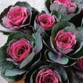 Condor Red Ornamental Kale Seeds - 10 Organic Seeds - Brassica oleracea - USA Grown, Ships Free