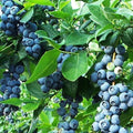 Vaccinium Blueberry Live Plant 6-12 Inches Razz Variety Vaccinium corymbosum Sweet Flavorful Fruit, Northern Highbush