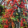 Live Weeping Yaupon Holly Plant – 4-6" Tall – Soil-Wrapped Roots – Ilex vomitoria