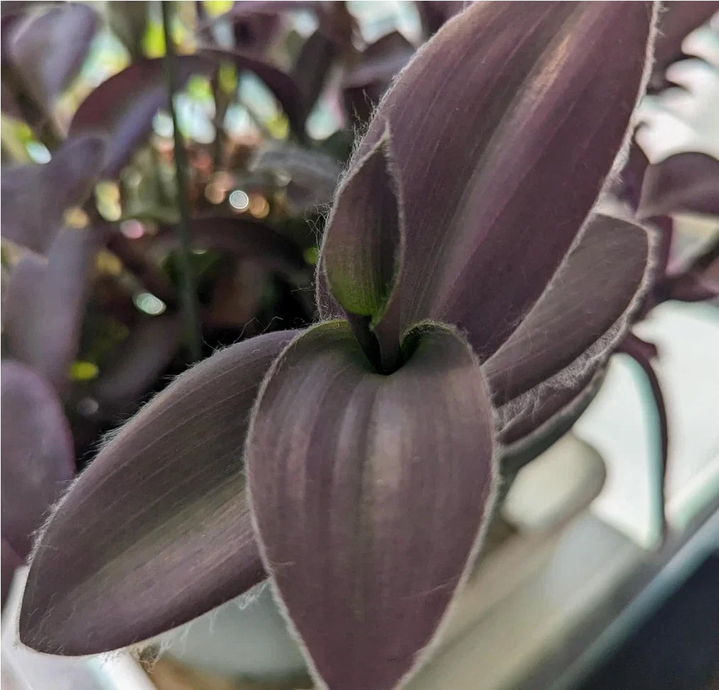 Purple Furry Wandering Jew Cuttings in 2" or 4" Pot, Tradescantia zebrina, Easy Care Indoor Plant