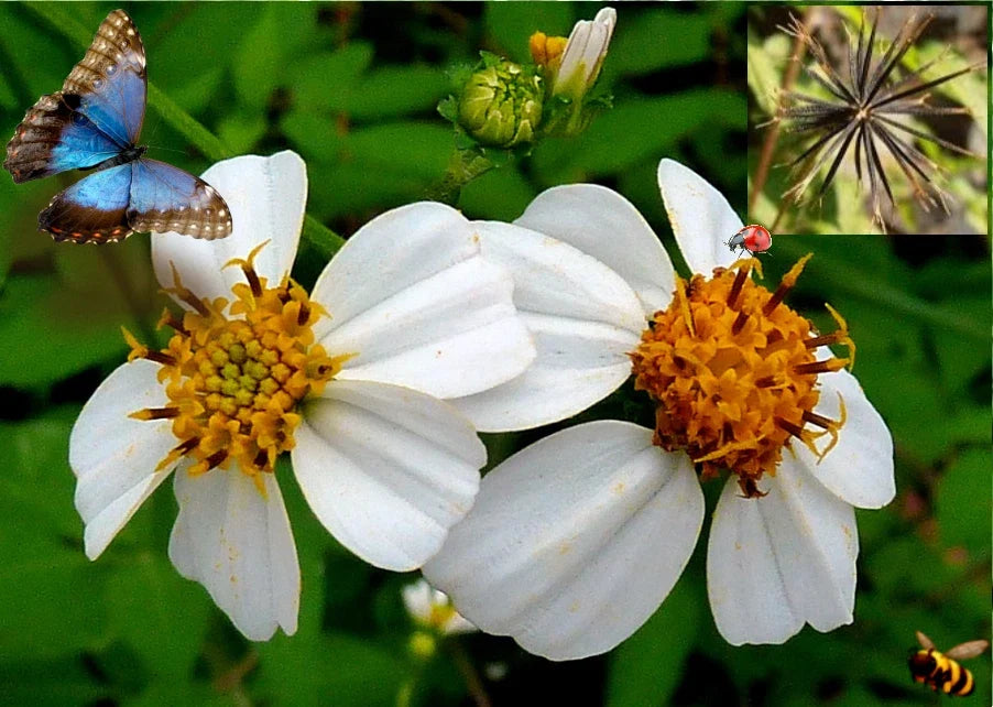 Spanish Needle Seeds - 150+ Pack - Beggar's Tick, Blur Marigold, Black Jack - Biden alba