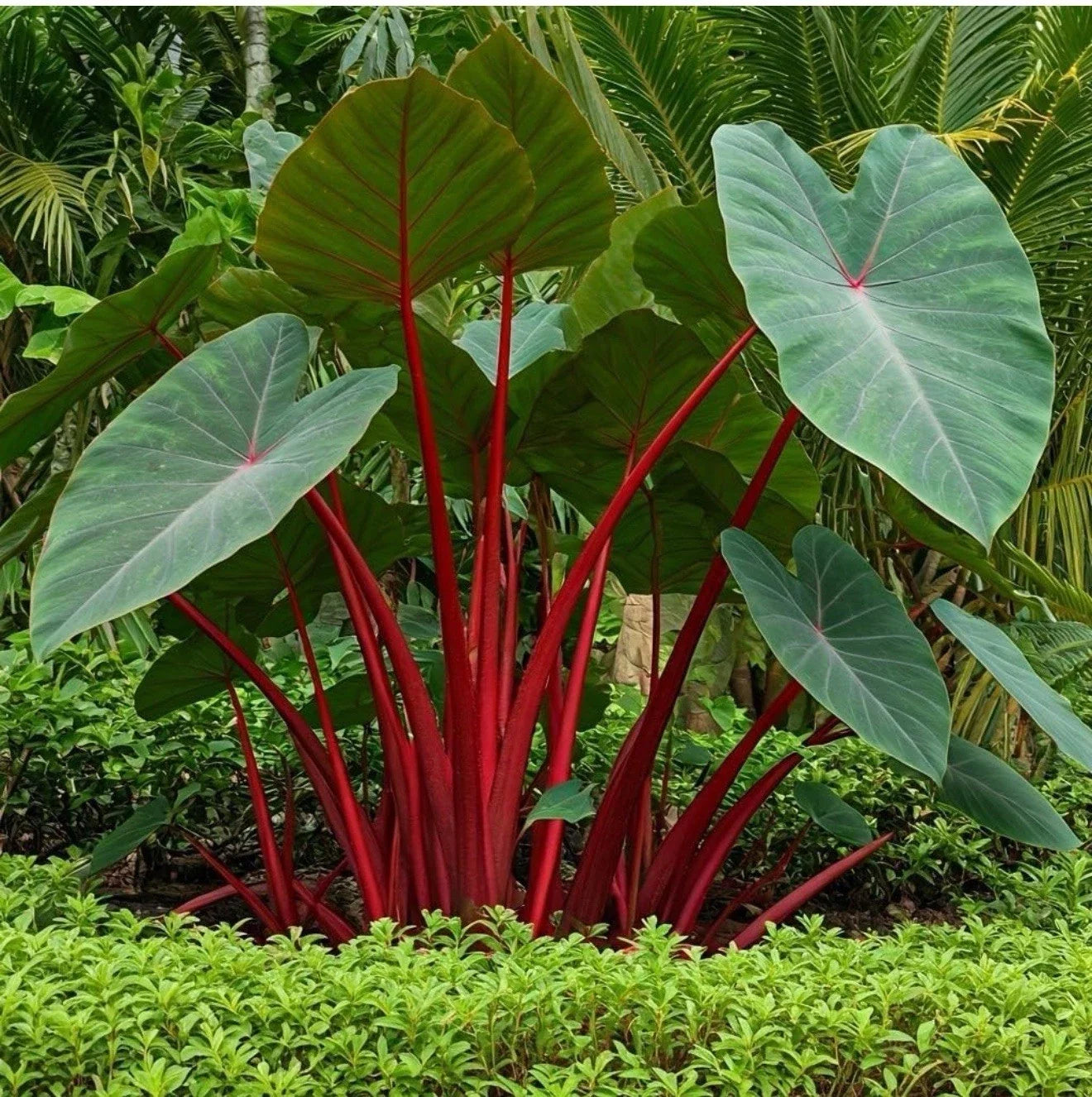 Hawaiian Punch Elephant Ear Plant - Small Rooted Starter - Colocasia esculenta - Tropical Houseplant