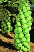 Brussels Sprouts Seeds, 25+ Heirloom Churchill Variety, Early Delicious Vegetable, Brassica oleracea