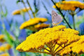 500+ Gold Yellow Yarrow Seeds - Milfoil Wildflower Medicinal Herb Perennial - Easy to Grow, Natural Healing Plant