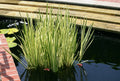 Cold Hardy Variegated Sweet Flag Plant - 2 Gallon Marginal Aquatic Plant (Acorus calamus) - Perfect for Ponds and Water Gardens