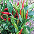 Thai Hot Pepper Seeds - 20 Seeds - Heirloom Variety - Capsicum annuum - Extremely Hot, Ornamental Patio Plants