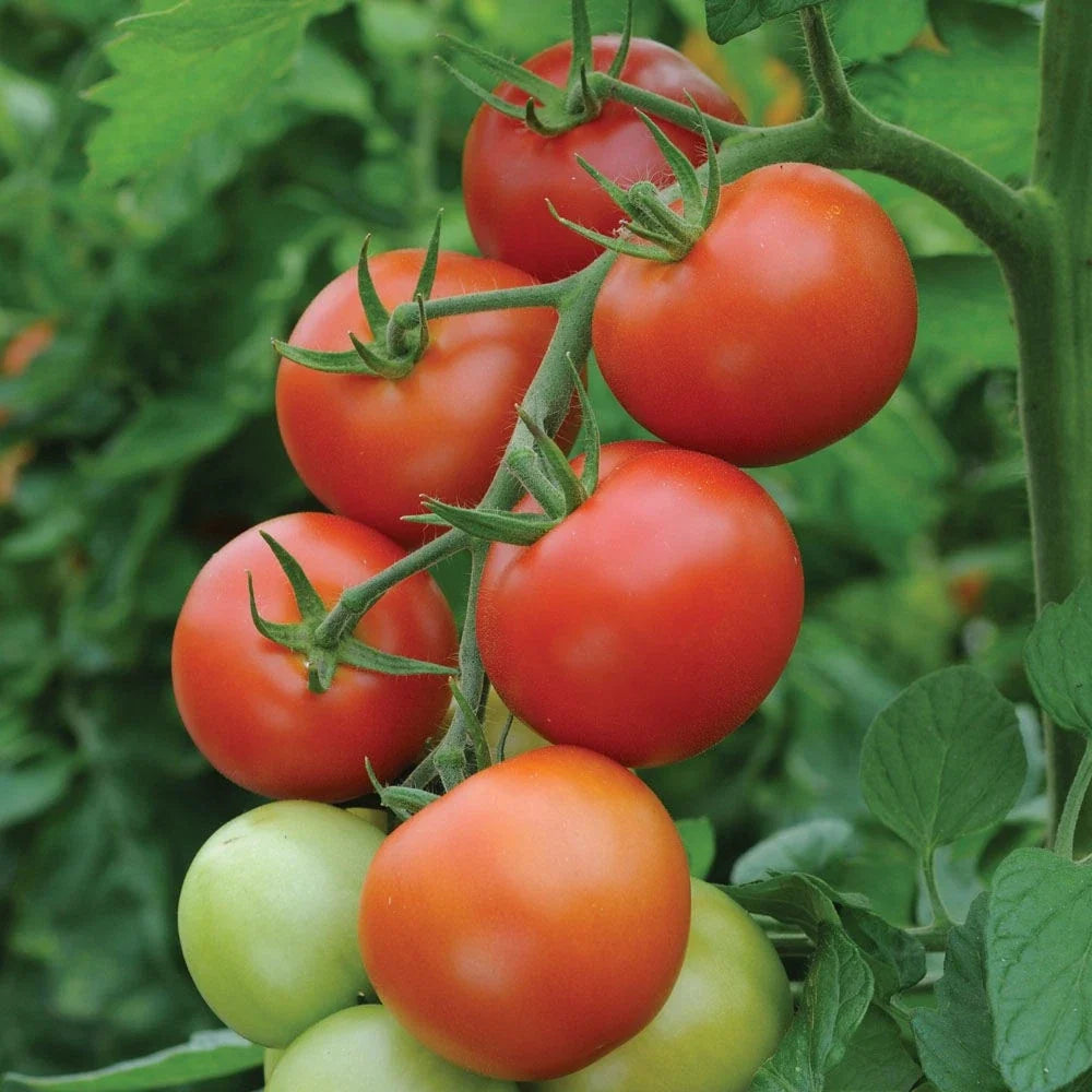 Moneymaker Tomato Seeds - 120+ Heirloom Organic Non-GMO Seeds - Ideal for Home Gardening - Solanum lycopersicum