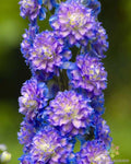 Highlander Bolero Delphinium Seeds - 200 Seeds for Garden - USA Grown - Delphinium elatum