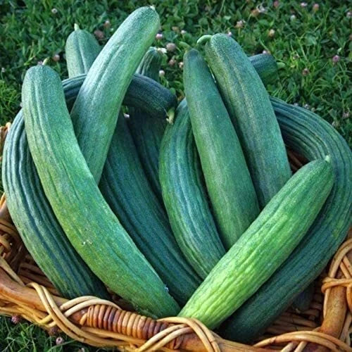 Armenian Dark Green Cucumber Seeds | Heirloom Non-GMO | Free Shipping | Cucumis melo