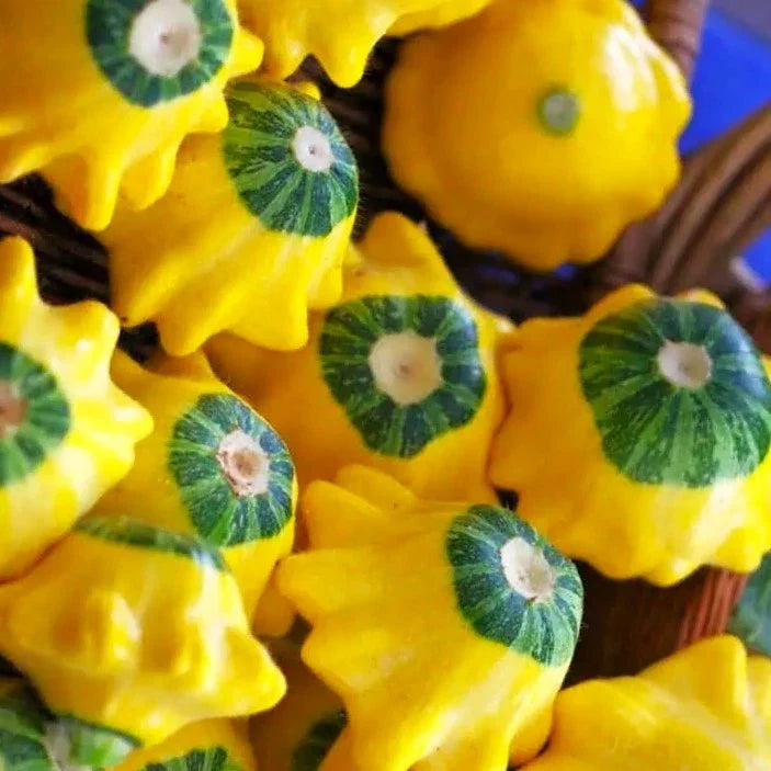 Bicolor Patty Pan Squash 25 Seeds - Yellow & Green - Bush Scallop Variety - Cucurbita pepo - 2025 Planting