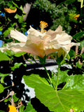 Cream with Pink Splash Hibiscus Cuttings - 6 Inch, No Roots - Hibiscus rosa-sinensis