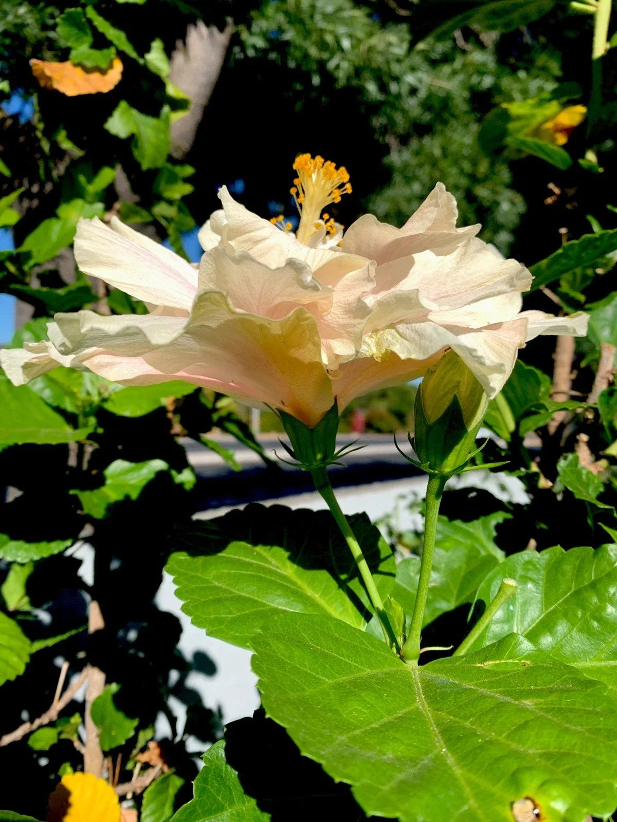 Cream with Pink Splash Hibiscus Cuttings - 6 Inch, No Roots - Hibiscus rosa-sinensis