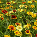 Zinnia Seeds - 500 Non-GMO Mexican Persian Carpet Mix - Dwarf Flower Variety for Pollinators (Zinnia elegans)