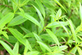 Organic Lemon Verbena Live Starter Plant - Aloysia citrodora - Fragrant Herb for Tea and Culinary Use