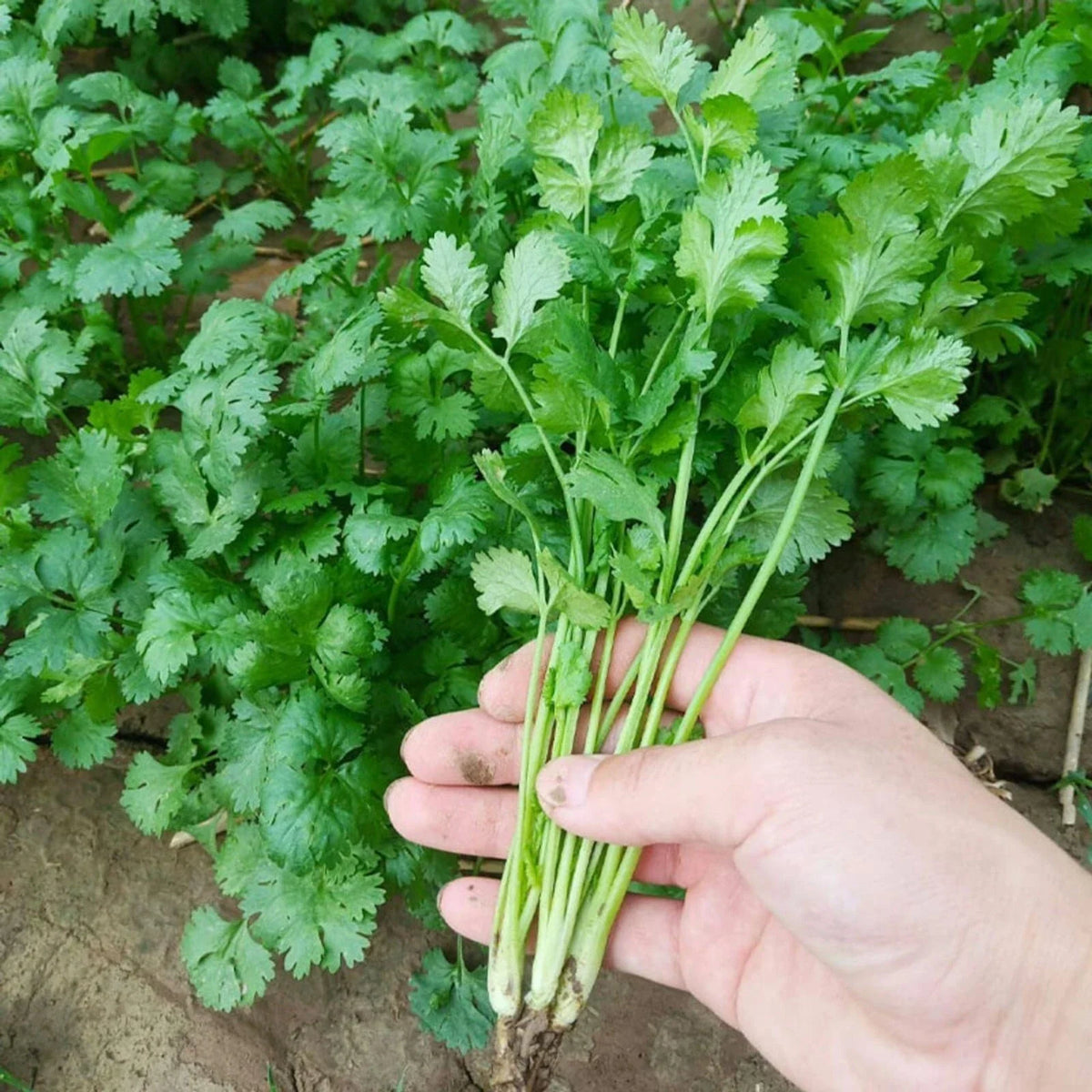 Cilantro Seeds for Planting - 1000 pcs Heirloom Coriander Herb - Sow Right Seeds - Organic Gardening Supplies