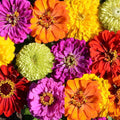 Zinnia Seeds Rainbow Mix - for Butterflies & Hummingbirds - Non-GMO, 200 Seeds