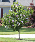 Rose of Sharon Hibiscus Starter Plants - 5 Bare Root Plants - Hardy, Colorful Shrubs - Hibiscus syriacus