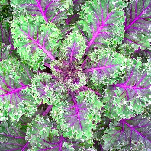 Red Russian Kale Seeds | Heirloom Non-GMO | Organic Vegetable Seeds | Brassica napus