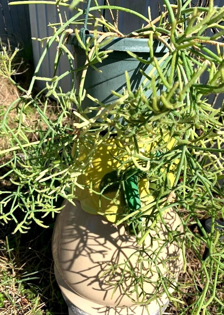 Fresh Cuttings 5 Pack Rhipsalis prismatica Rare Orchid Cactus Hard to Find Succulent Plant