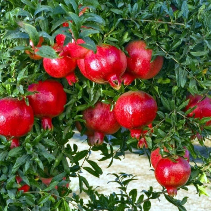 Pomegranate Tree Seeds - NON-GMO - "Apple of Granata Fruit" - Punica granatum - Edible Fruit Shrub Seeds