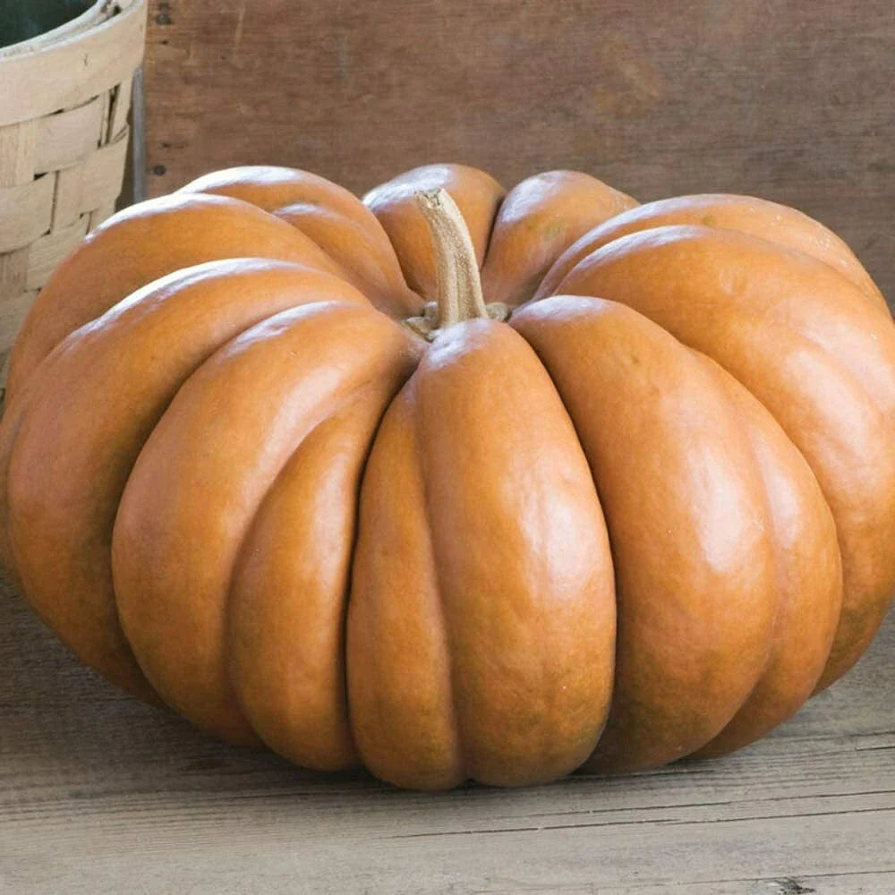 Fairytale Pumpkin Seeds | Heirloom Musquee de Provence Variety | Organic Non-GMO | Vegetable Gardening Essentials