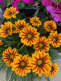 Gazania Rigens Plant in 3 Inch Pot - Yellow and Red Flowers, Fully Established Roots