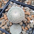 Mammillaria Microthele Bare Root Cactus | Unique Succulent Plant for Home Decor