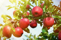 Apple Tree Seedlings - 1-2 Feet Tall - Malus Pumila, Common Apple - Ideal for Planting in Non-California Regions
