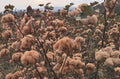 Brown Cotton Seeds - 25 Gossypium Seeds - USA Seller - Best Price
