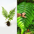 Live Cyathea Horrida Tree Fern - 6" Exotic Rare Plant with Big Wide Leaves - Unique Indoor/Outdoor Foliage