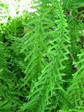 Dre's Dagger Fern Seeds 1001 Spores, Victoria Fern, Hardy Fern, USA Seller, Plant Propagation, Indoor/Outdoor Gardening
