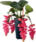 Royal Intenz Medinilla Plant Starter - Very Rare Live Well Rooted Indoor Houseplant - Medinilla Magnifica