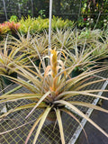 Tillandsia Capitata Yellow Air Plant - Tropical Greenery, Easy Care, Indoor Plant, Decorative Home Decor, Live Plant
