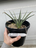 Joshua Tree Live Plant - Yucca Brevifolia, Seed Grown, Ship Bareroot