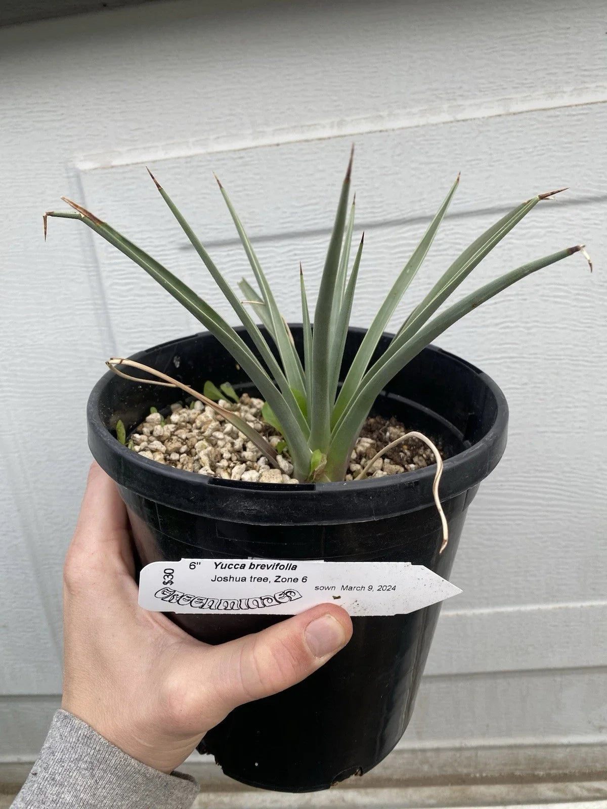 Joshua Tree Live Plant - Yucca Brevifolia, Seed Grown, Ship Bareroot