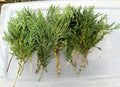 50 Leyland Cypress Tree Cuttings | Fresh Non-Rooted | Fast Growing Privacy Screen | Cupressocyparis leylandii