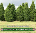 Eastern Red Cedar Tree - Quart Pot Live Plant - Juniperus virginiana - Ships Bare Root to CA - Hardy Zone 2-9