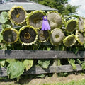Giant Mongolian Sunflower 20 Seeds - Non-GMO, Bulk Pack for Planting - Helianthus annuus