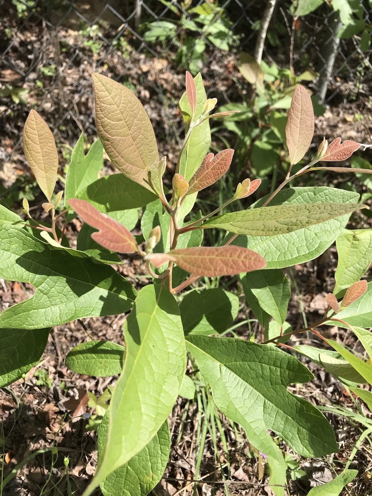 Sassafras Trees - 3 Bare Root Plants, 8-12 Inches, Ideal for Tea - Sassafras albidum