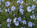 Bluest Blue Chicory Seeds - 1000+ Beautiful Blue Cut Flowers - Cichorium intybus