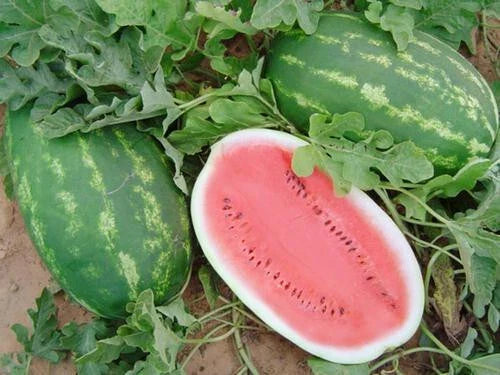 Allsweet Watermelon Seeds - 50+ Pack for Garden Planting - Citrullus lanatus - USA Grown - Non-GMO