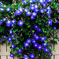 Morning Glory Seeds - 30+ Clark's Heavenly Blue Non-GMO Heirloom - Ipomoea tricolor