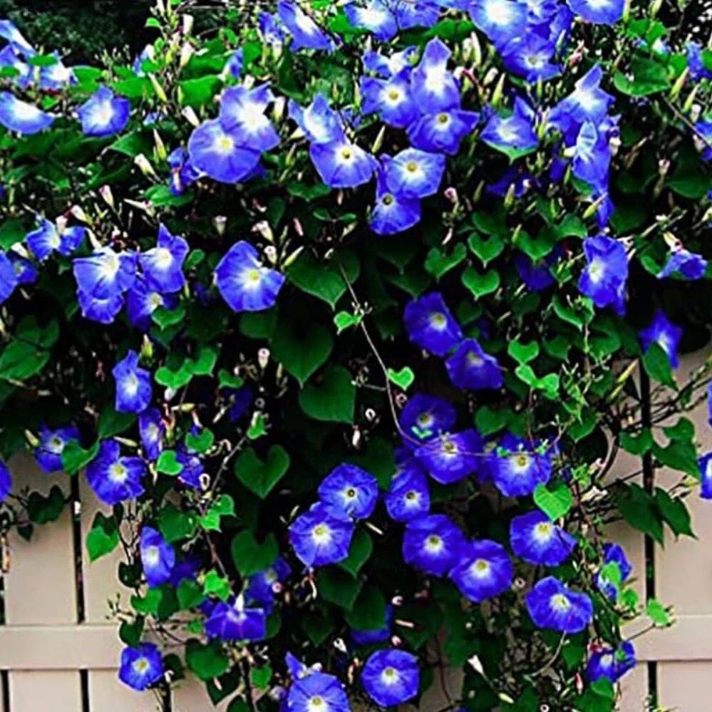 Morning Glory Seeds - 30+ Clark's Heavenly Blue Non-GMO Heirloom - Ipomoea tricolor