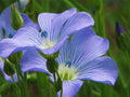 Blue Flax Seed Pack, 100+ Seeds, Striking Blue Flowers, Linum lewisii