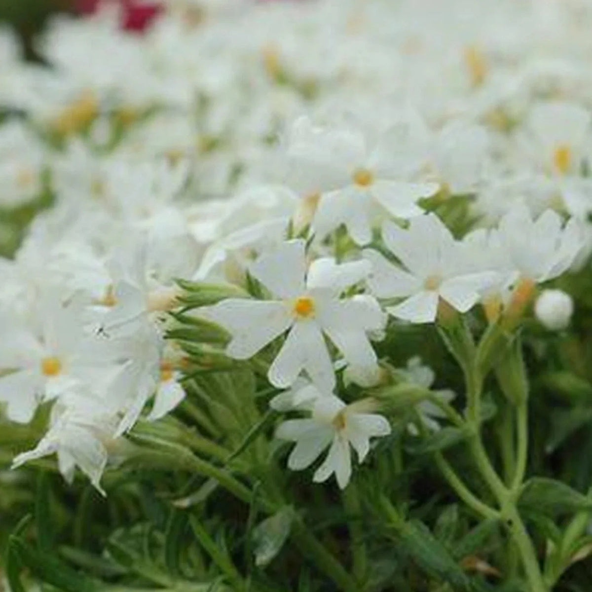Snowflake Phlox Seeds - 50 Perennial Flower Seeds for Butterflies - Phlox subulata - US Seller