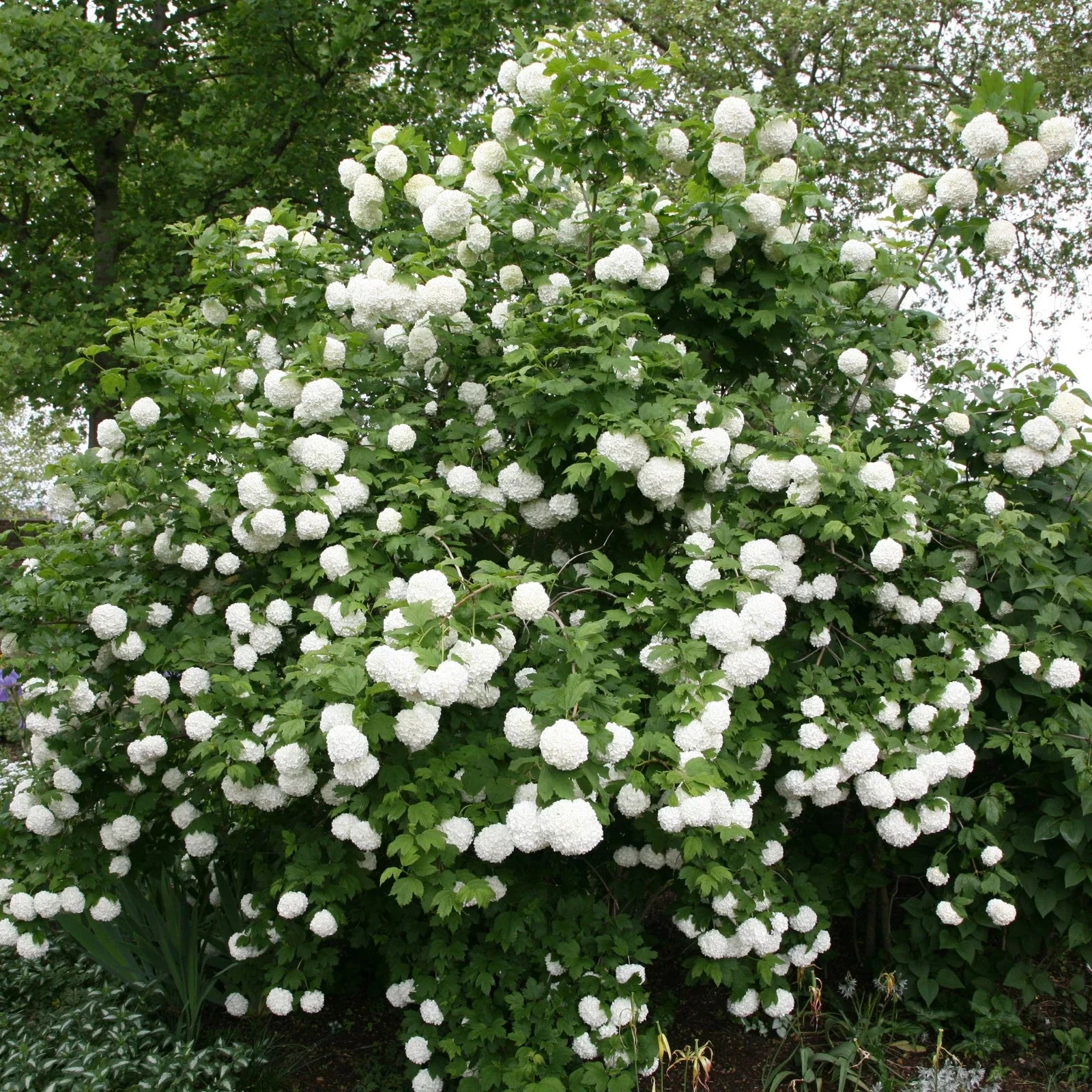 Viburnum opulus Roseum 5 Rooted Cuttings - High-Quality Plugs for Garden Planting
