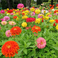 Dahlia Flowered Zinnia Seeds - 100+ Pack for Garden Planting - Colorful Blooms - Zinnia elegans